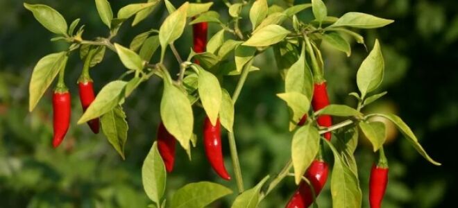 Разноцветный капсикум — декоративный перчик у вас на грядке