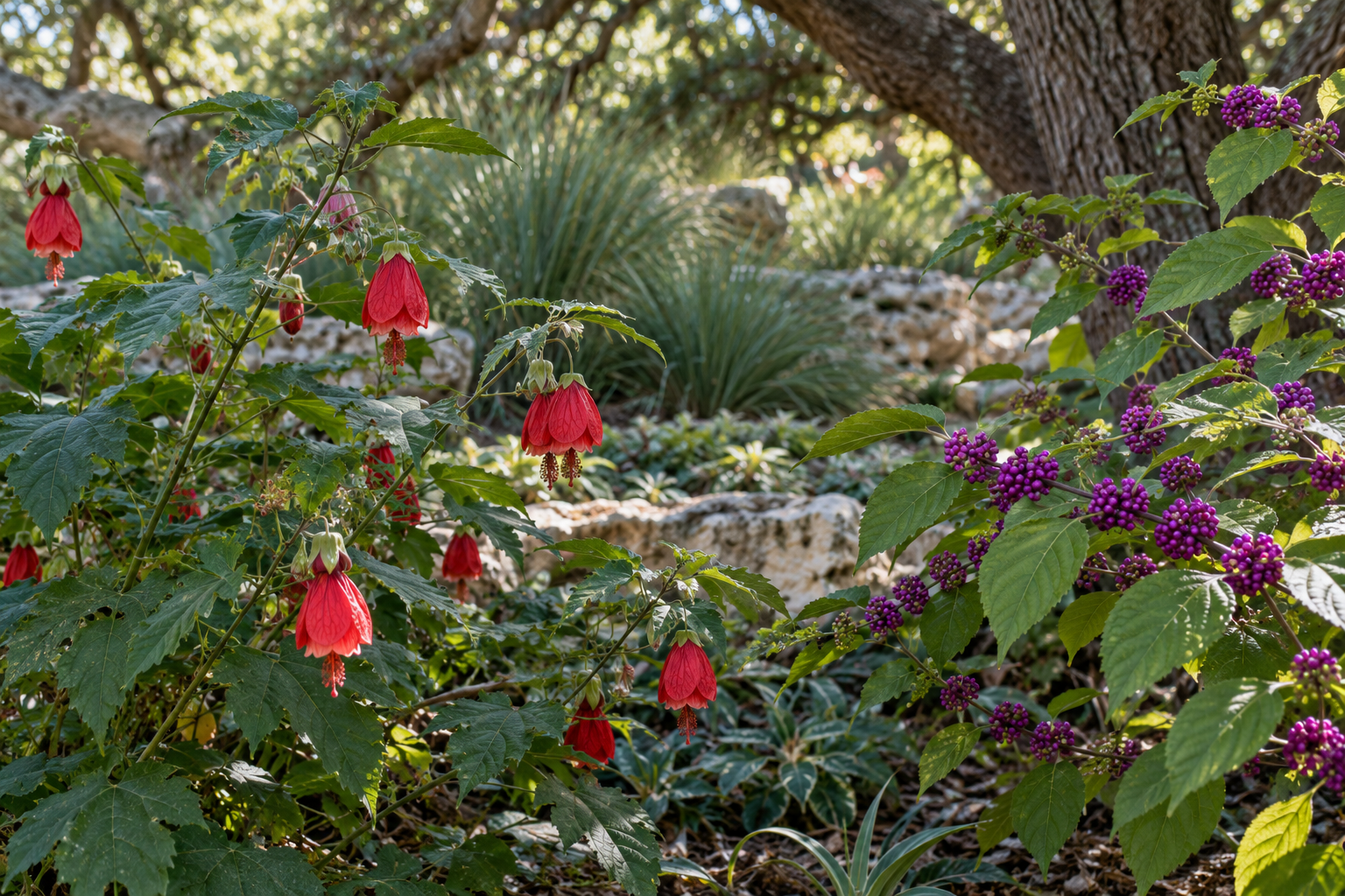 Turk’s cap flowers and American beautyberry in dappled Texas shade