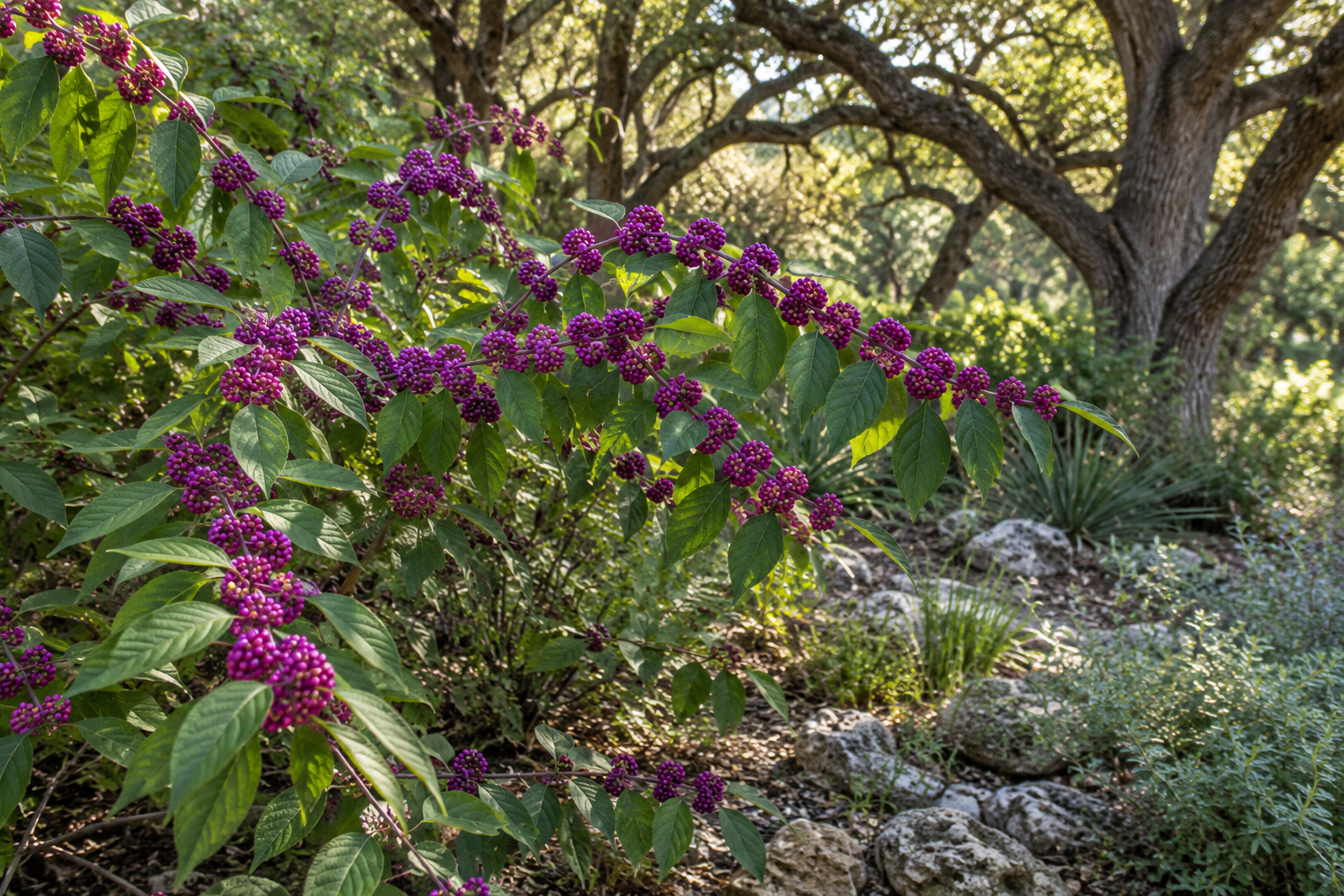 American beautyberry with purple fruit in a shaded Texas garden