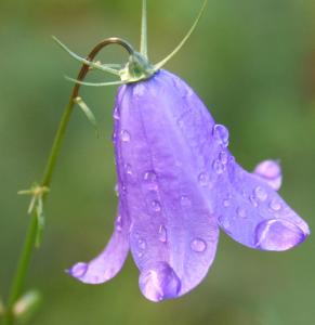 Колокольчик (Campanula)