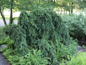 Ель обыкновенная « Инверса» (Picea abies Inversa)