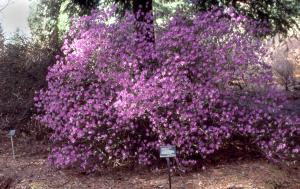 Rhododendron dauricum