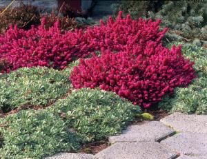 Erica carnea Myretoun Ruby