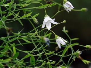 Болотный колокольчик, Campanula aparinoides