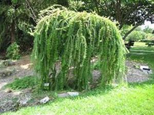 Лиственница европейская «Пули» (Larix decidua)