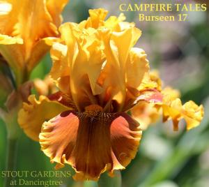 CAMPIRE_TALES