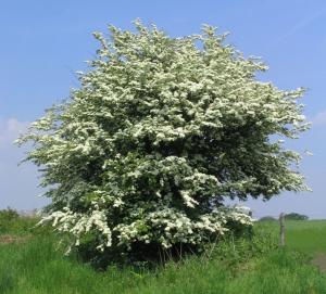 Crataegus Monogyna
