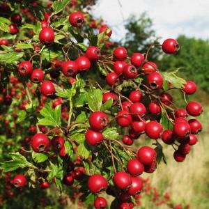 Crataegus pinnatifida)