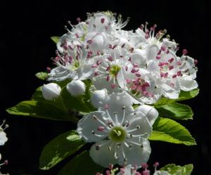 Crataegus punctata