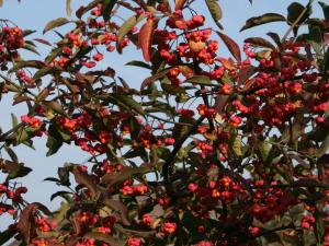 Euonymus europaeus