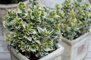 Euonymus fortunei