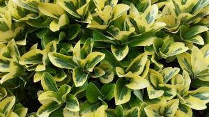 Euonymus japonicus