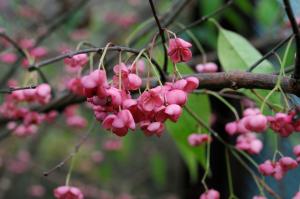 Euonymus maakii