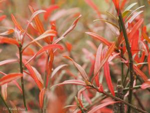 Euonymus-nanus