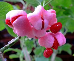 Euonymus phellomanus