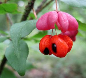 Euonymus verrucosus