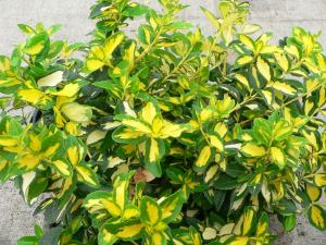 Euonymus Sunspot