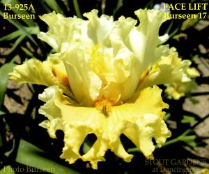 FACE_LIFT_Burseen
