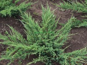 Juniperus sabina Glauca