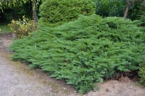 Juniperus sabina Tamariscifolia