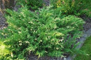 Juniperus sabina Variegata
