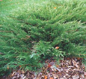 Juniperus sabina Mas