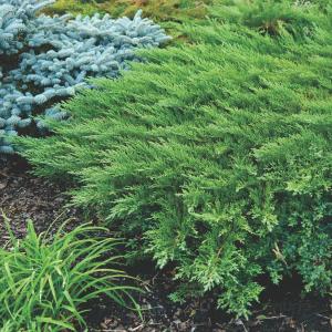 Juniperus sabina Rockery Gem