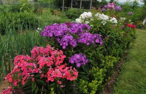 Phlox paniculata