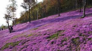 Phlox subulata