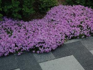 Phlox subulata1