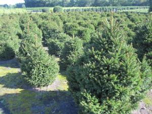 Picea Pygmea