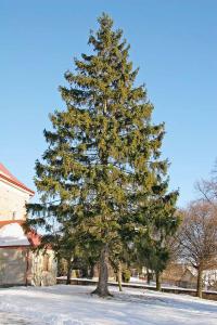 Picea abies