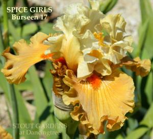 SPICE_GIRLS