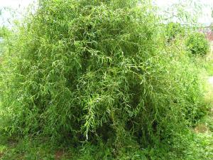 Ива Матсудана (Salix Erythroflexuosa)