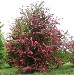 CRATAEGUS laevigata 'Paul's Scarlet'