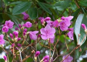 Rhododendron dauricum