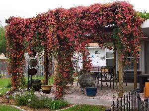 f43863865dcbe13b716013217a729b41--pergola-canopy-pergola-cover