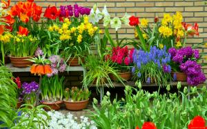 flowers-viragok