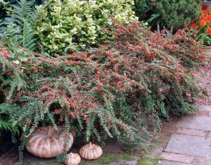 Cotoneaster horizontalis