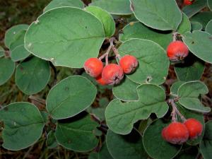 Cotoneaster integerrimus