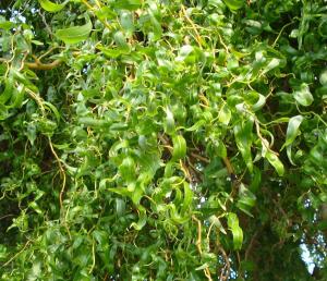 Береза бородавчатая Юнга (Betula pendula Youngii)