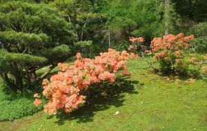 Rhododendron japonicum