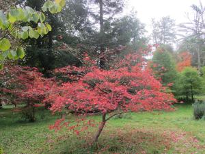 Клен Atropurpureum