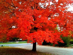 Клен October Glory