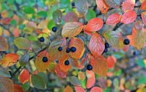 Cotoneaster lucidus
