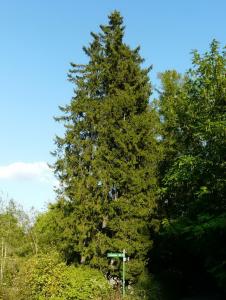 Picea obovata