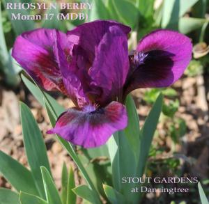rhoslyn_berry (1)