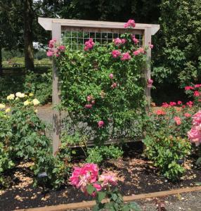 rose