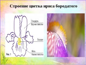 строение цветка